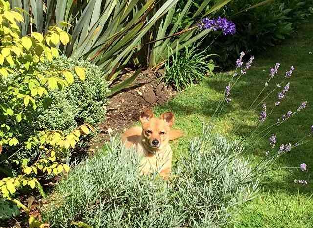 Julio enjoying the summer sunshine in a pretty garden in Oxford.